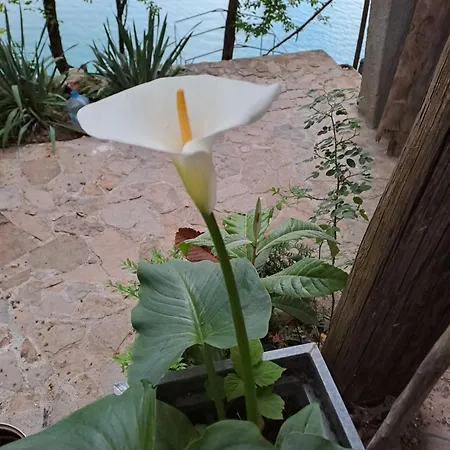 بيت للعطل House Maclura Jablanica *